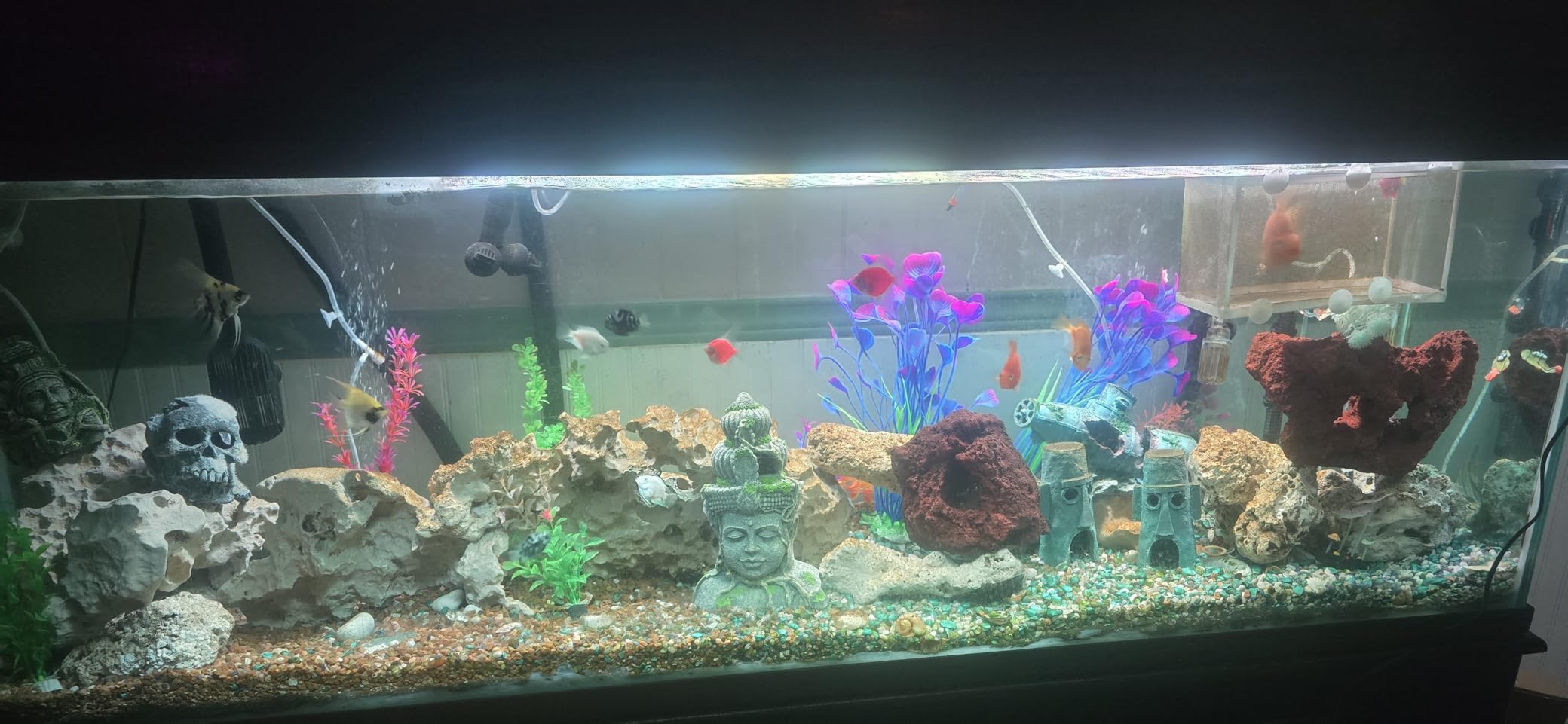 AQUANEAT Aquarium Air Pump 300GPH, for up to 200 Gallon Fish Tank, Powerful Hydroponic Aerator Pump with Tubing, Air Stones, Valves customer photo 2