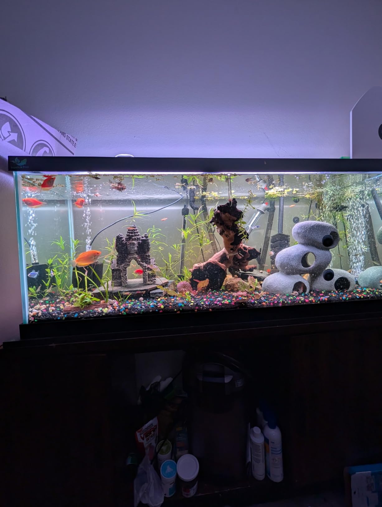 Automatic Fish Feeder for Aquarium Portion Control & Moisture-Proof | USB-C Rechargeable Auto Fish Food Dispenser with Timer, LCD Display, Vacation Precision Feeding for Small Tank Betta Turtle customer photo 1