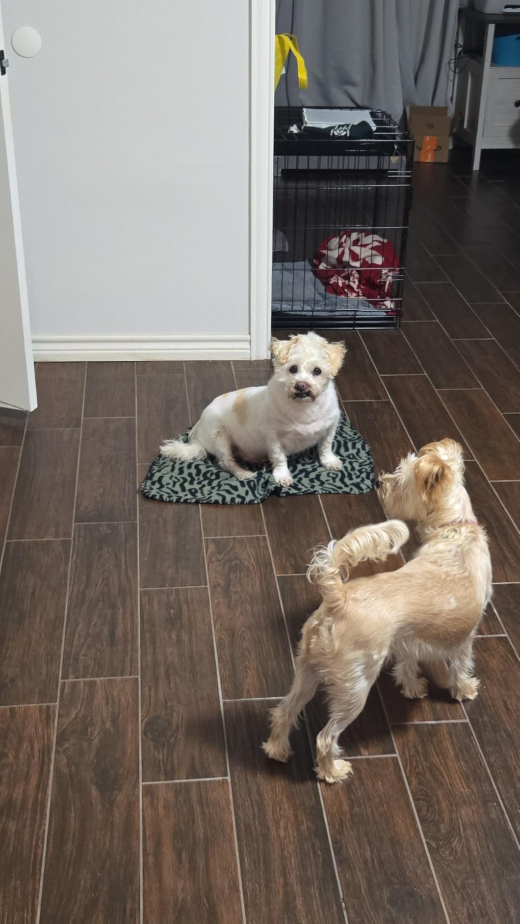 Dog Age Test - At-Home DNA Methylation Test to Estimate Dog's Age | Estimate Your Dog's Age, Mouth Swab Kit for Rescue & Shelter Dogs customer photo 1