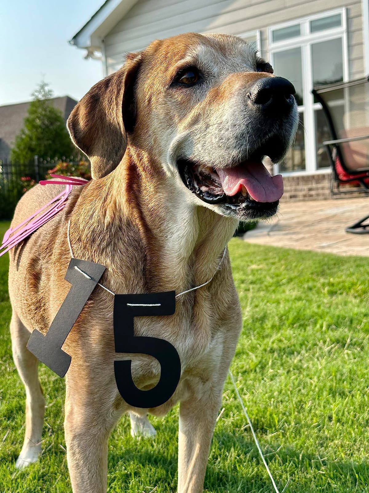 Dog Age Test - At-Home DNA Methylation Test to Estimate Dog's Age | Estimate Your Dog's Age, Mouth Swab Kit for Rescue & Shelter Dogs customer photo 2