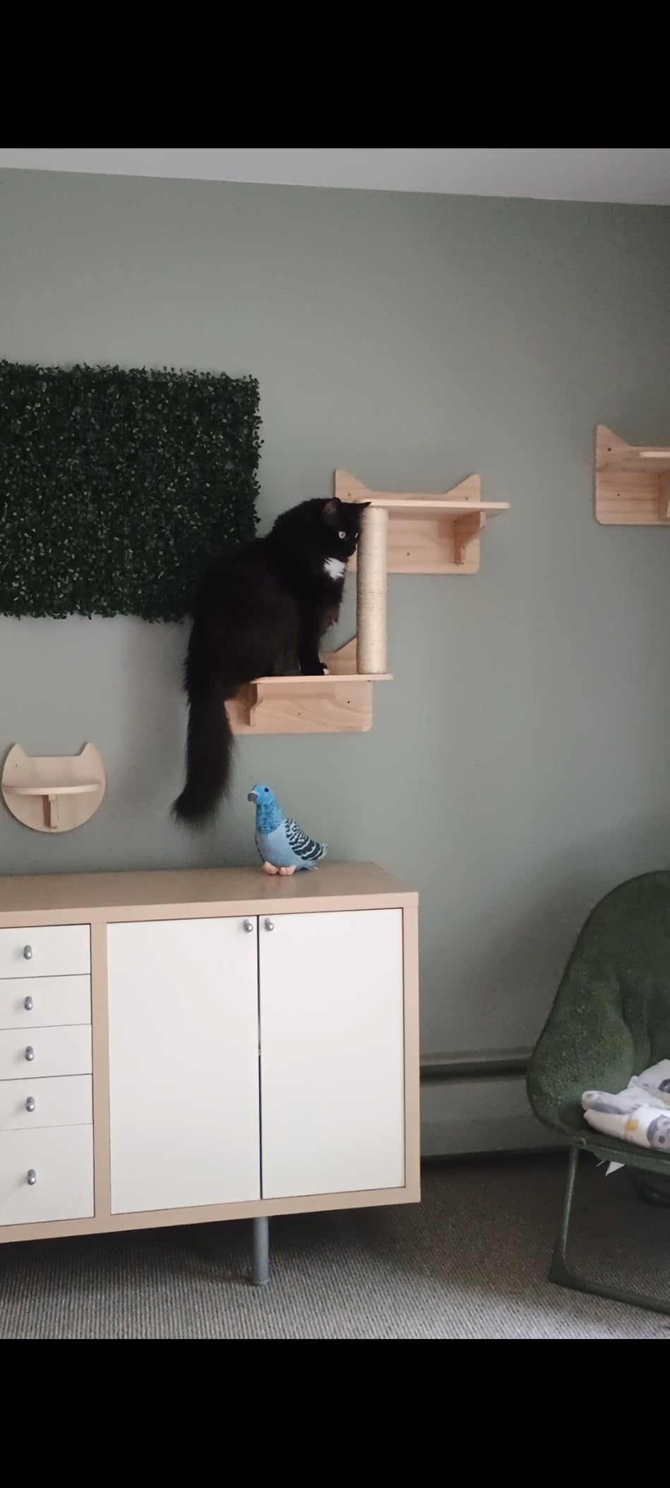 Cat Wall Shelves, 9-Piece Cat Wall Furniture for Large Cats | Solid pine wall mounted cat furniture with cat house, cat climbing shelves, ladder and sisal scratching posts for indoor cats customer photo 2