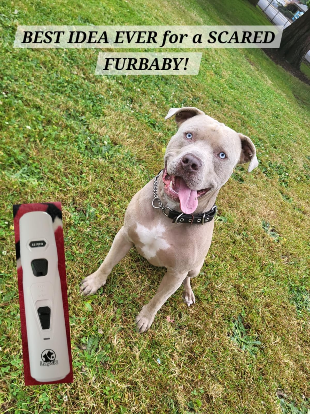 Whisper Quiet Dog Nail Grinder Safe & Stress-Free for Sensitive Dogs Cats | 4 LED Lights, 3 Grinding Bits, 3-Speed, Pet Nail Trimmers, Rechargeable Painless Grooming Kit for All Breeds & Sizes customer photo 2