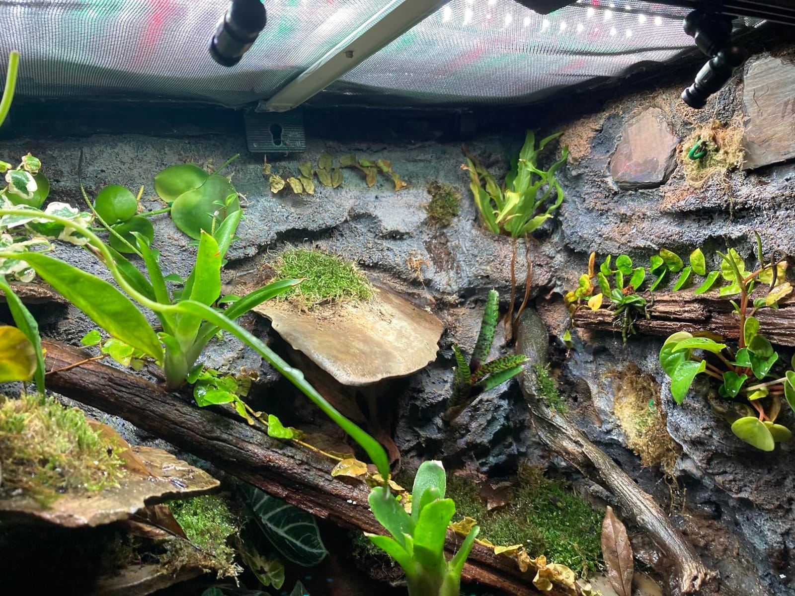 Automatic Reptile Mister System, Misting System with Timer, Reptile Humidifiers Quiet Pump Expandable to 10 Fine Mist Nozzles, Terrarium Mister with Programmable Timer Accurate to The Second customer photo 1