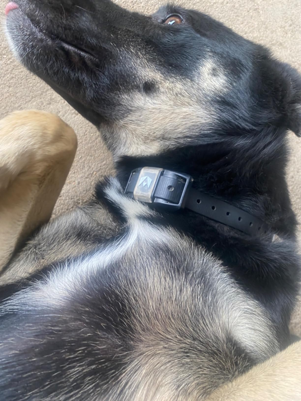 INVIROX Ultra K9 Dog Shock Collar, 124 Levels, Night Light, IP67 Waterproof (Black, 1 Dog) customer photo 1
