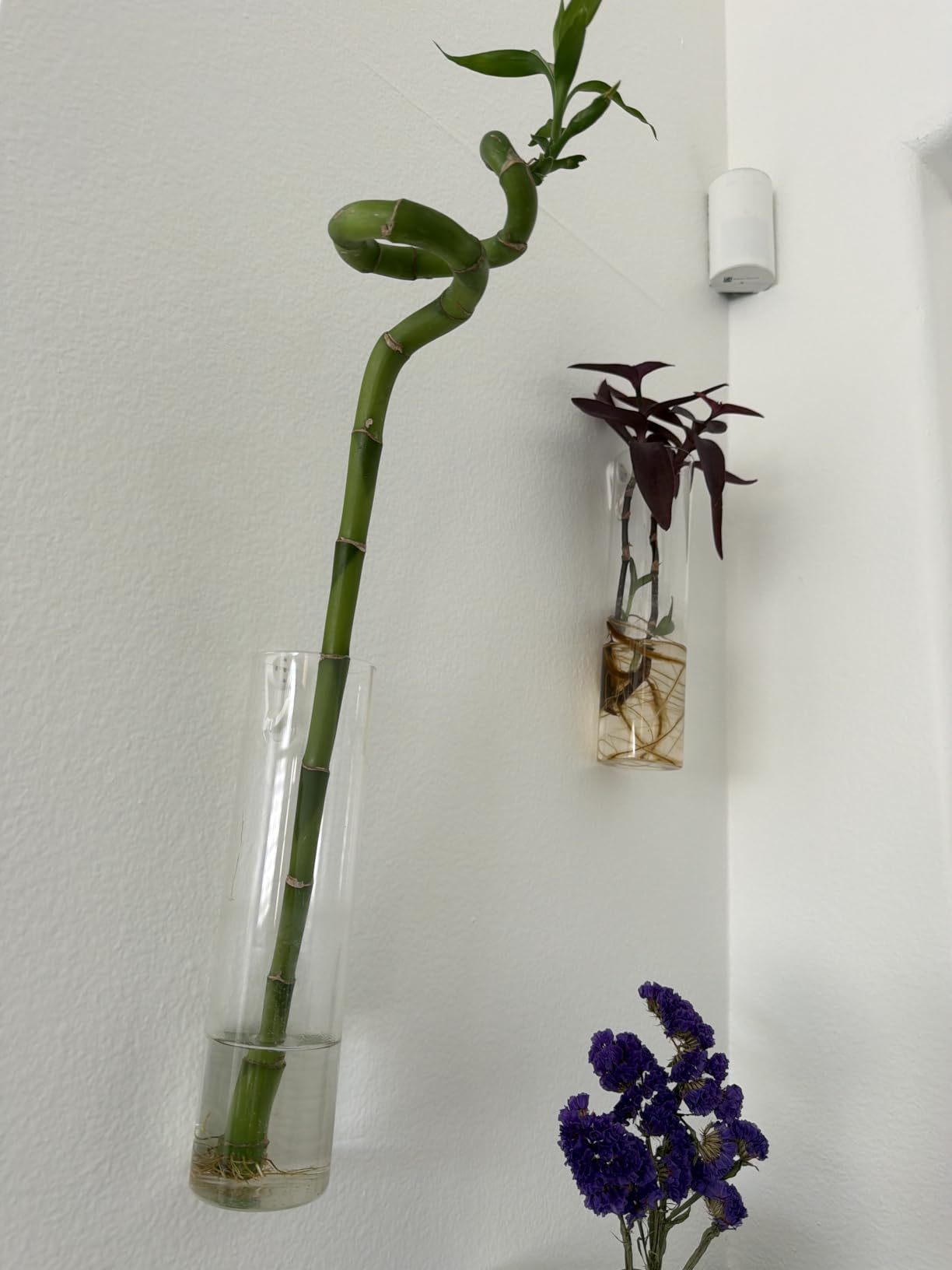Mkono Wall Hanging Vases, 4 Pack Glass Propagation Stations Flower Planter | Cylinder Terrariums Tubes, For Hydroponic Air Plants, Excludes Plants, Bathroom Living Room Office Decor, Gift for Plant Lovers customer photo 1