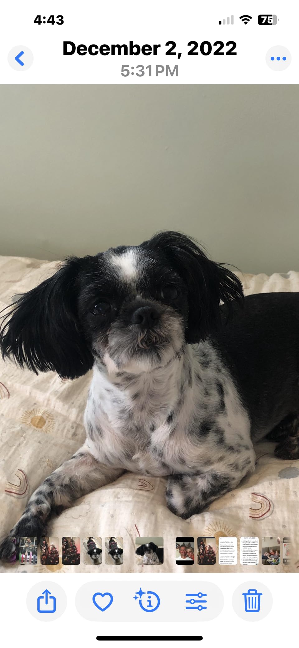 Embark Dog Age Test Kit - Estimates Dog's Age & Birthday from DNA | DNA age test for dogs using methylation science customer photo 1