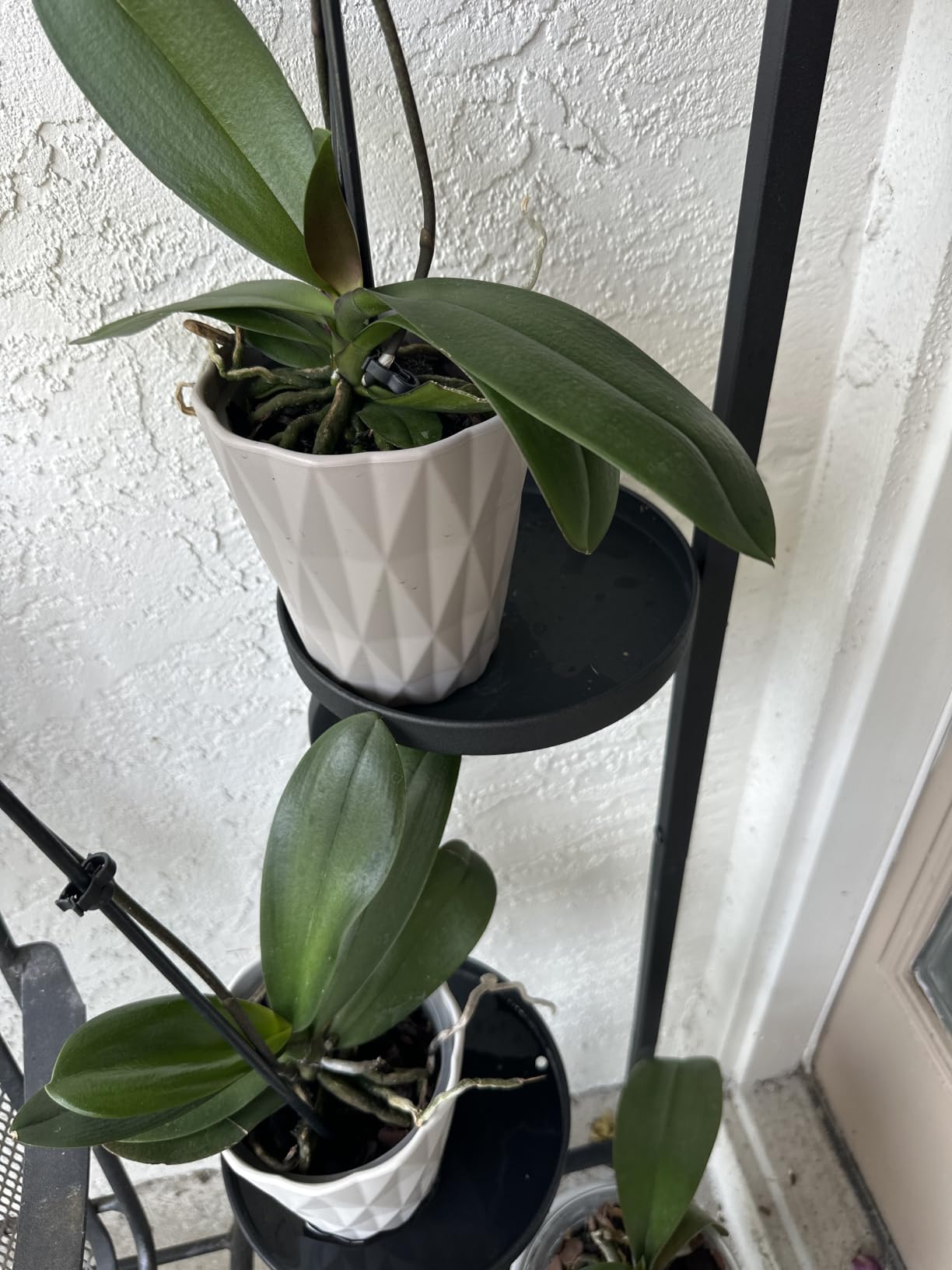 Bamworld Tall Plant Stand Indoor Outdoor Corner Metal Flower Pot Stands | 4 Tier Heavy Duty Plant Shelf for Multiple Plants Plant Table for Patio Garden Balcony Living Room Bedroom(Patent Design) customer photo 1