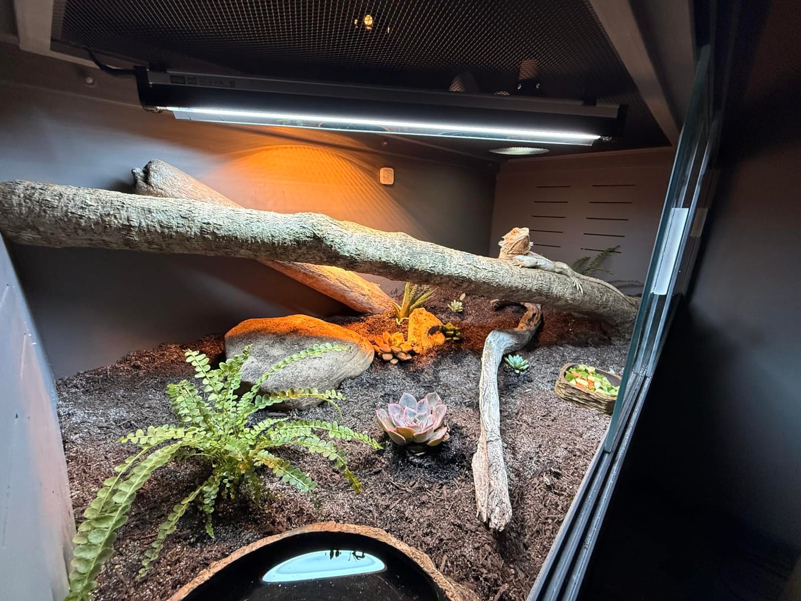 Arcadia T5 UVB Reptile Light Fixture Kit 22.5