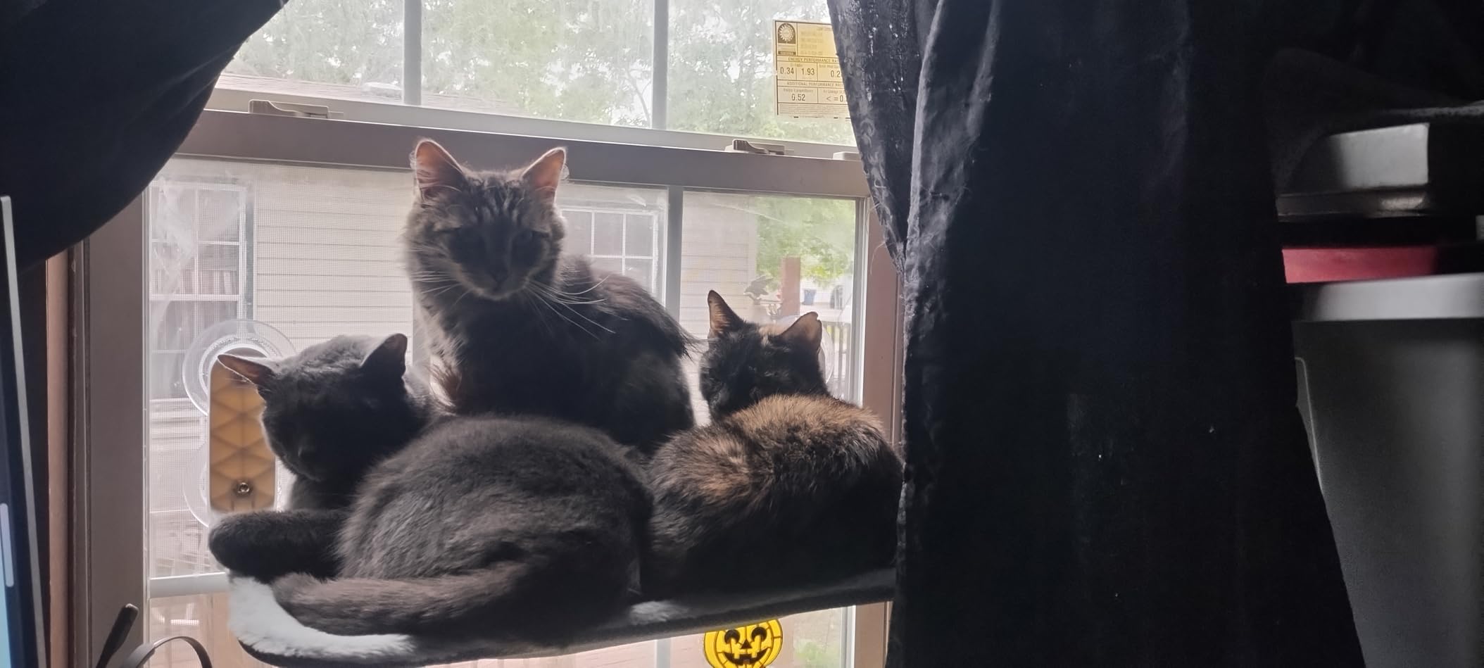 Zoratoo 2PC Cat Window Perch, Foldable & Cordless with Metal Frame, M Gray | 2-in-1 Reversible Cover, Removable for Machine Wash, Stable Window Resting Seat with Large Suction Cups for Indoor Cats customer photo 2