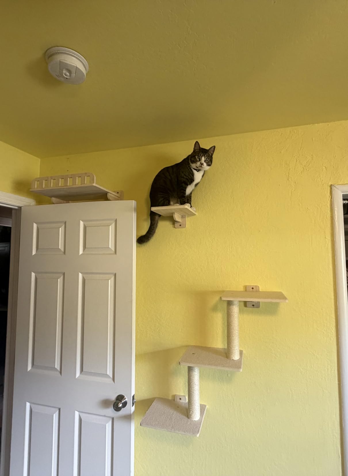 5-in-1 Cat Wall Shelves for Large Cat, Large Hammock, Wide Perch | Cat Wall Climbing Furniture Set, 16