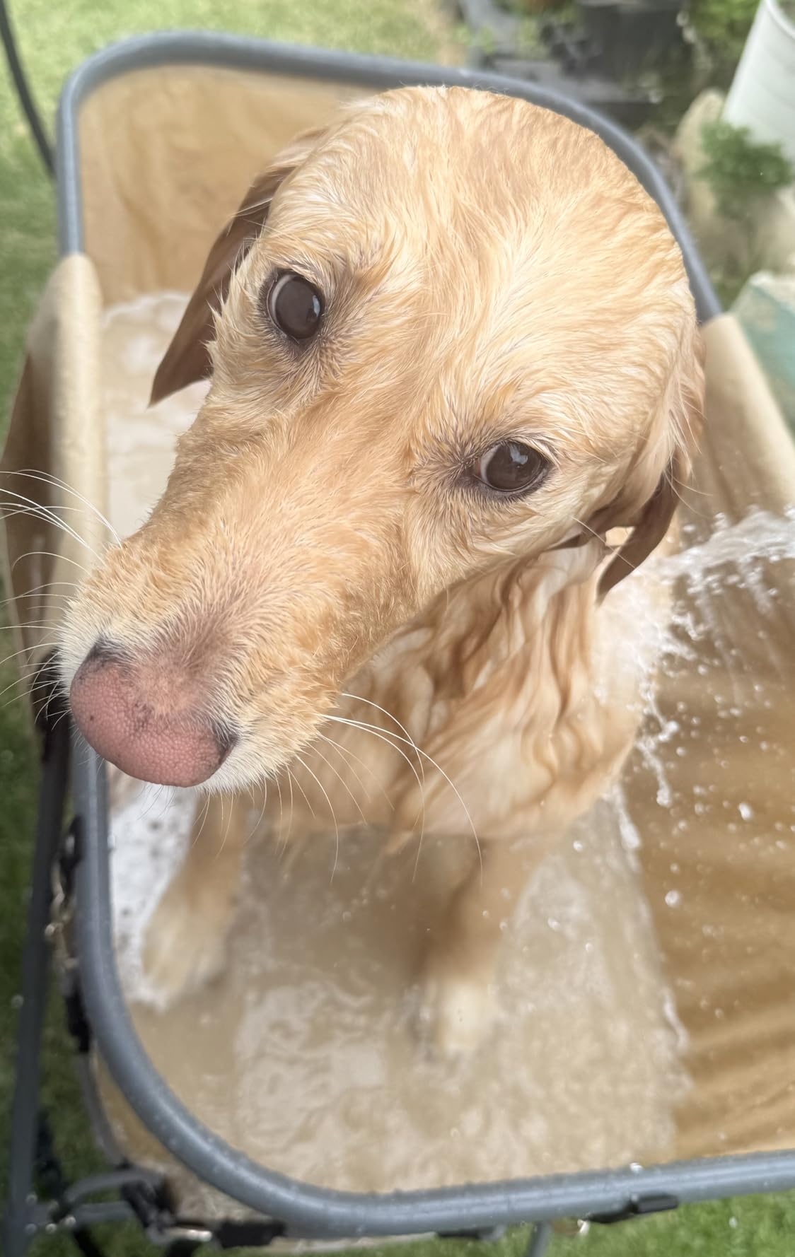 SereneLife Foldable Dog Bath Tub with Adjustable Height, 360° Access, Drain Hose & Storage Pockets - 130 lb Capacity Grooming Station for Indoor/Outdoor Use (Gray) customer photo 1