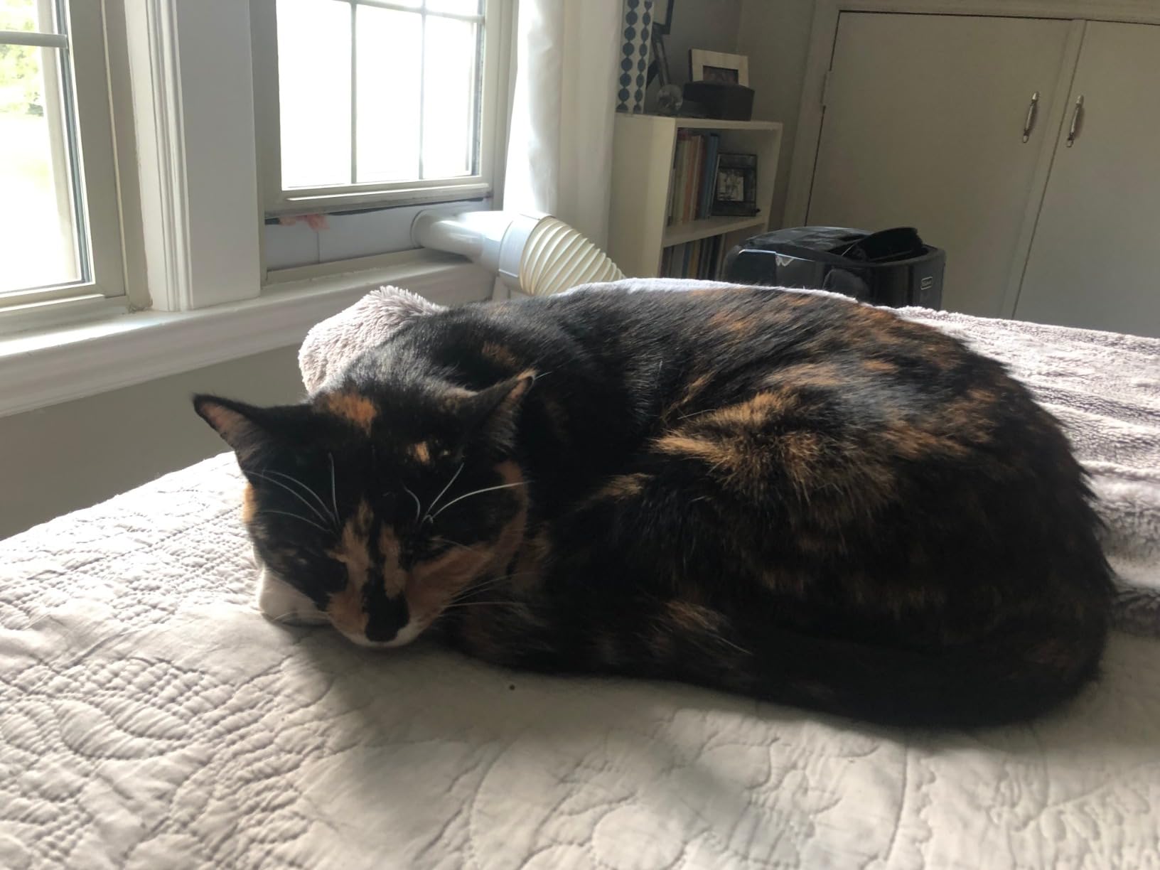 Coastal Pet Safari - Cat Soft Slicker Brush (6.5 x 3.5 Inches) customer photo 1