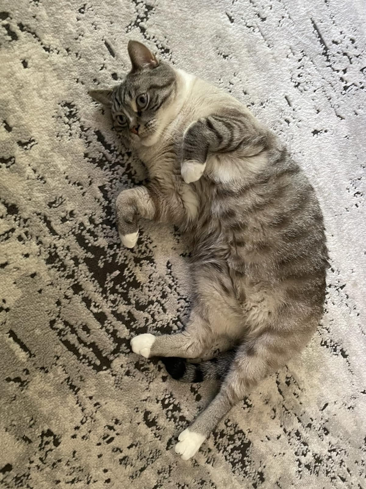 Coastal Pet Safari - Cat Soft Slicker Brush (6.5 x 3.5 Inches) customer photo 2