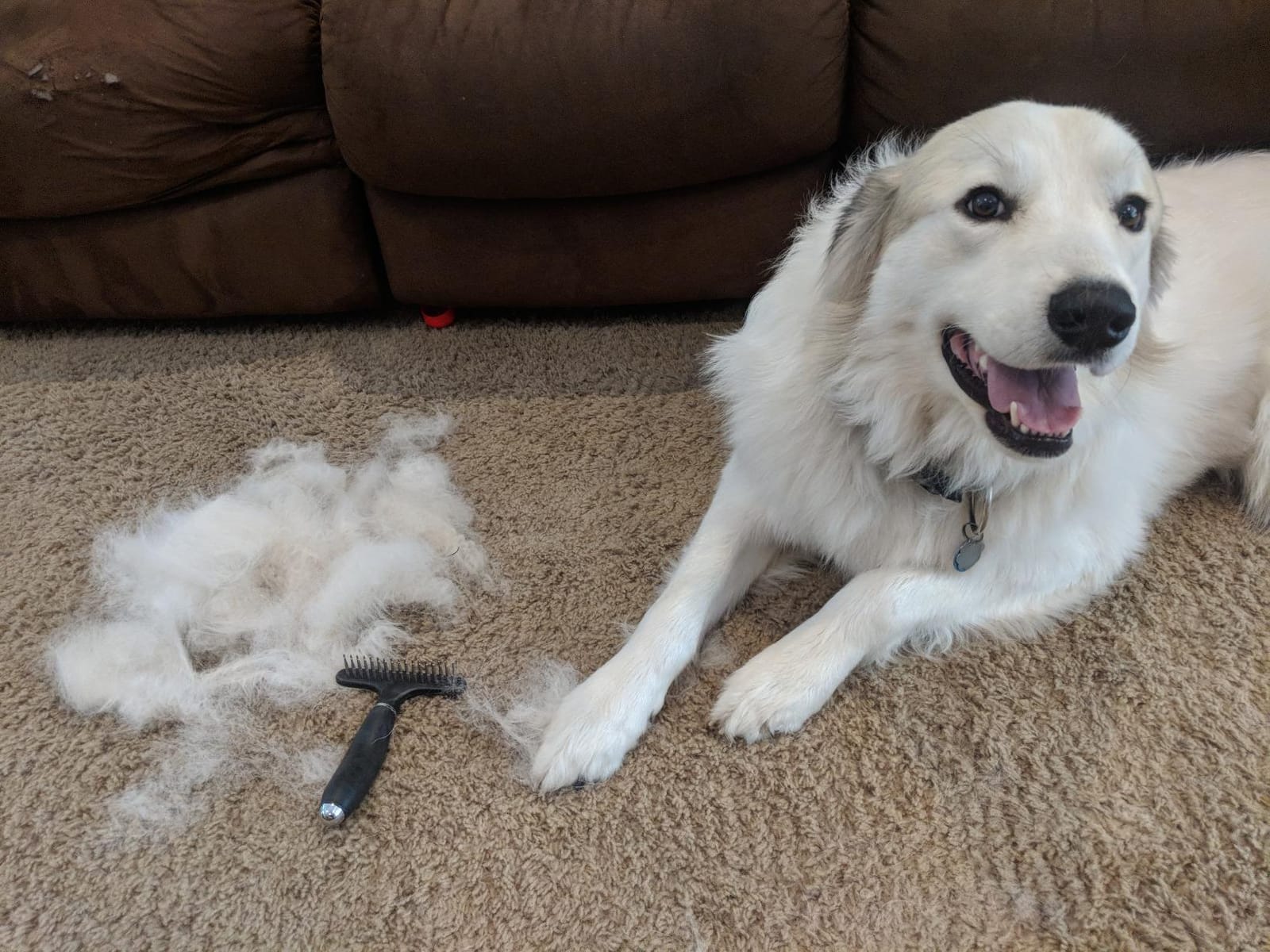 Coastal Pet Safari Dog Self-Cleaning Slicker Brush - Dog Deshedding Brush - Prevents Mats and Tangled Hair - For Dogs with Short or Long Hair - Medium - 4.25