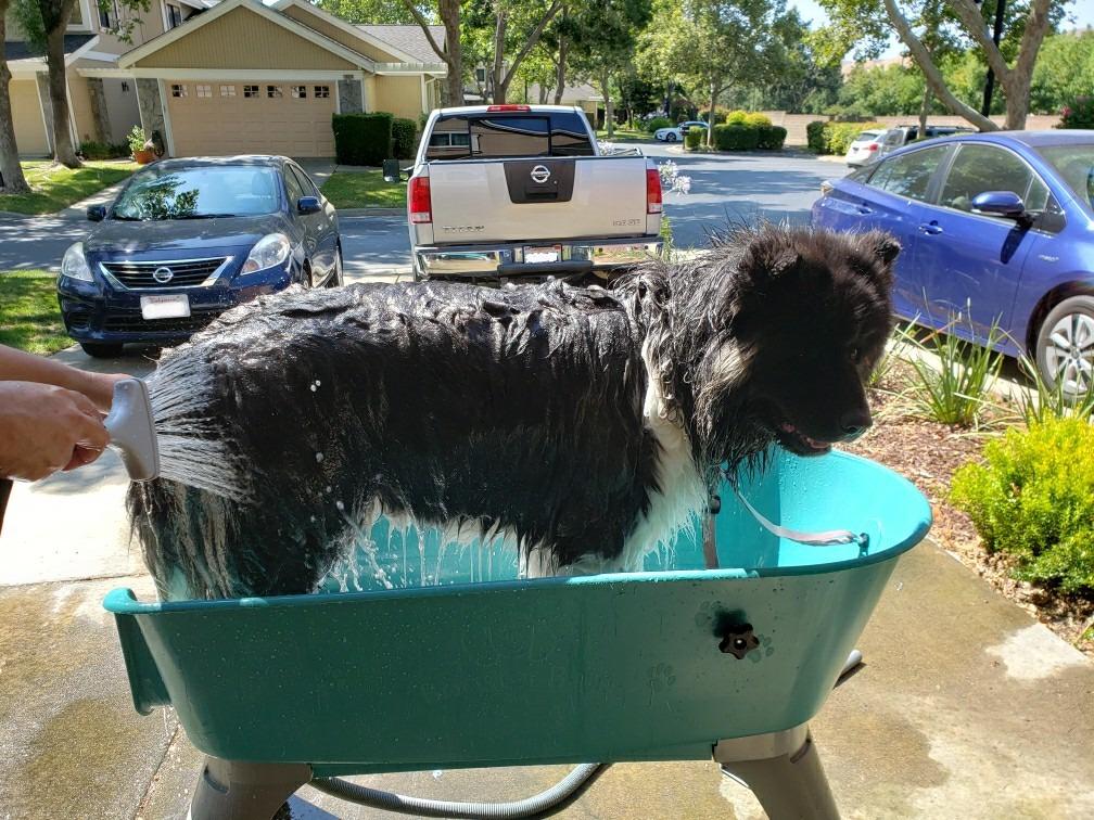 Booster Bath Elevated Pet Bathing X-Large, Blue. Made in The USA customer photo 1