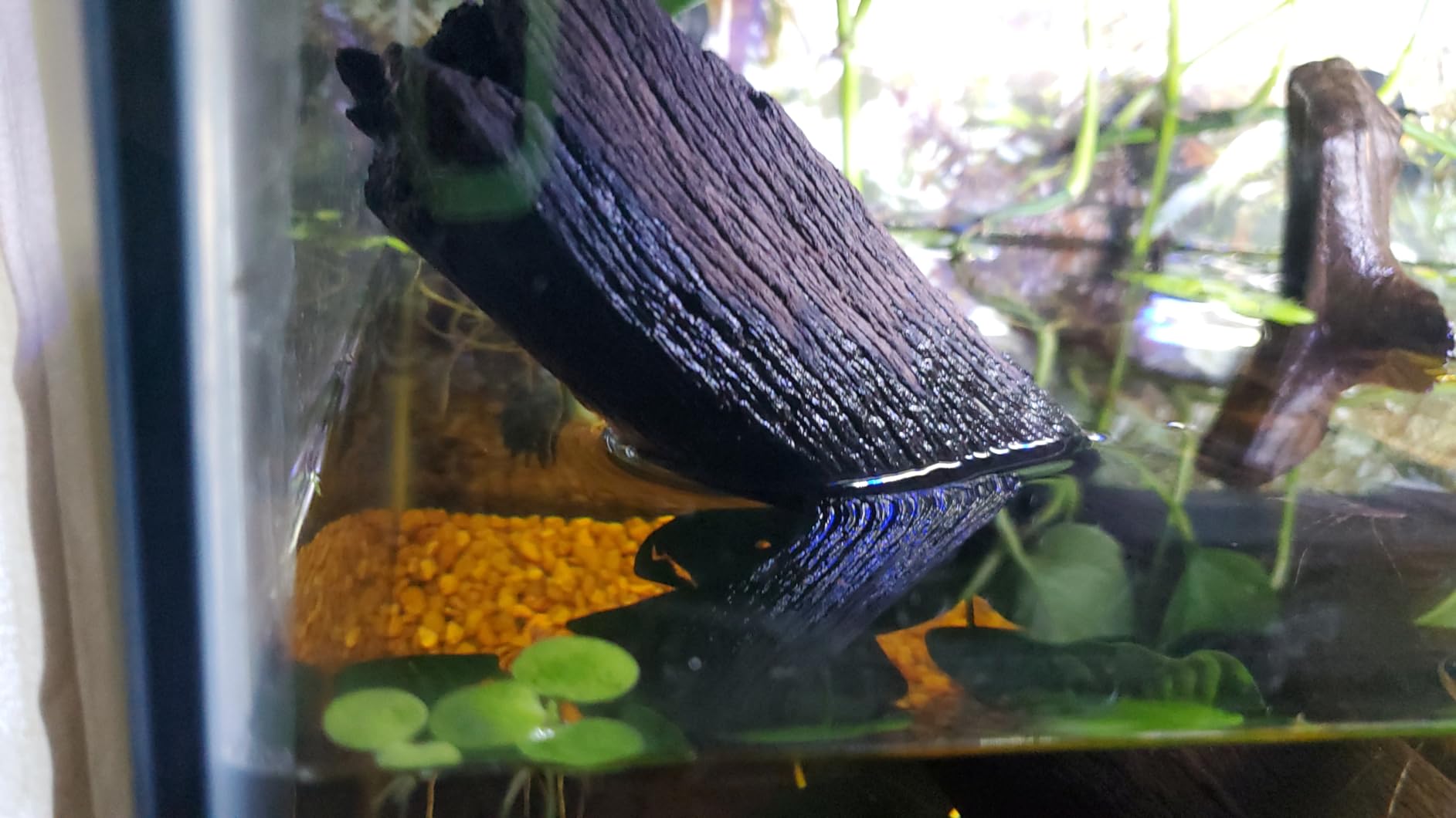 Aquatop Aquarium Surface Skimmer - 65 GPH Flow Rate - Efficient Waste Removal - Ideal for Tanks Up to 100 Gallons - Freshwater & Saltwater Compatible customer photo 1