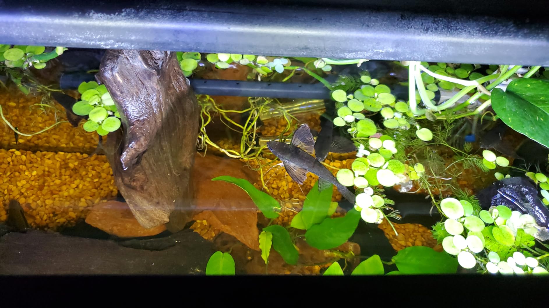 Aquatop Aquarium Surface Skimmer - 65 GPH Flow Rate - Efficient Waste Removal - Ideal for Tanks Up to 100 Gallons - Freshwater & Saltwater Compatible customer photo 2