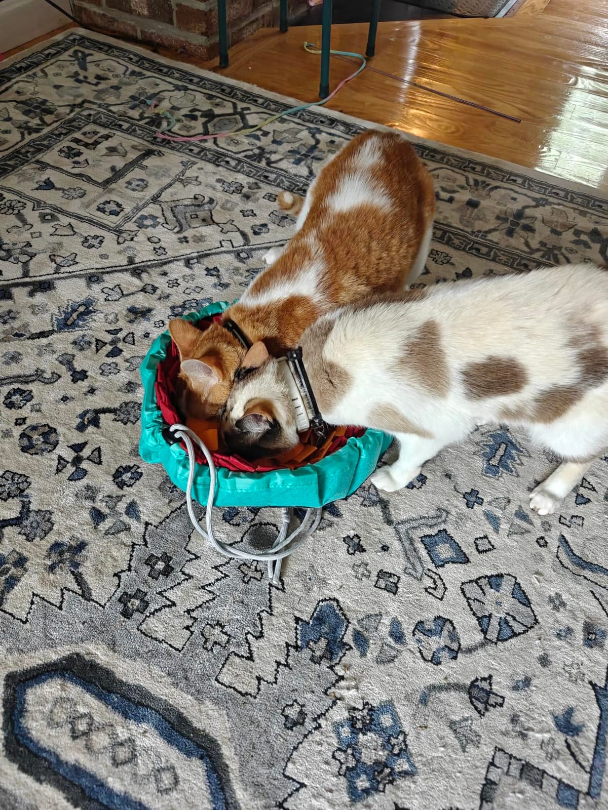Pet Snuffle Mat for Dogs, Interactive Feed Puzzle for Boredom, Encourages Natural Foraging Skills for Cats Rabbits Dogs Bowl, Dog Treat Dispenser Indoor Outdoor Stress Relief, Travel Portable and Compact customer photo 1