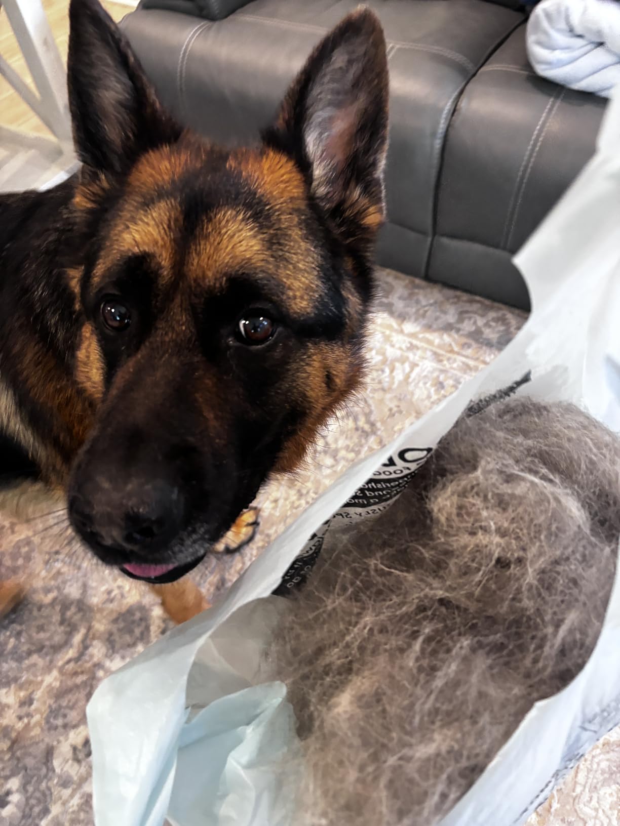 MalsiPree Dog Brush - Large Black, 2-in-1 Undercoat & Dematting Rake | 2-in-1 undercoat rake & dematting brush - deshedding tool - Use for medium to large double-coated dogs & cats customer photo 1
