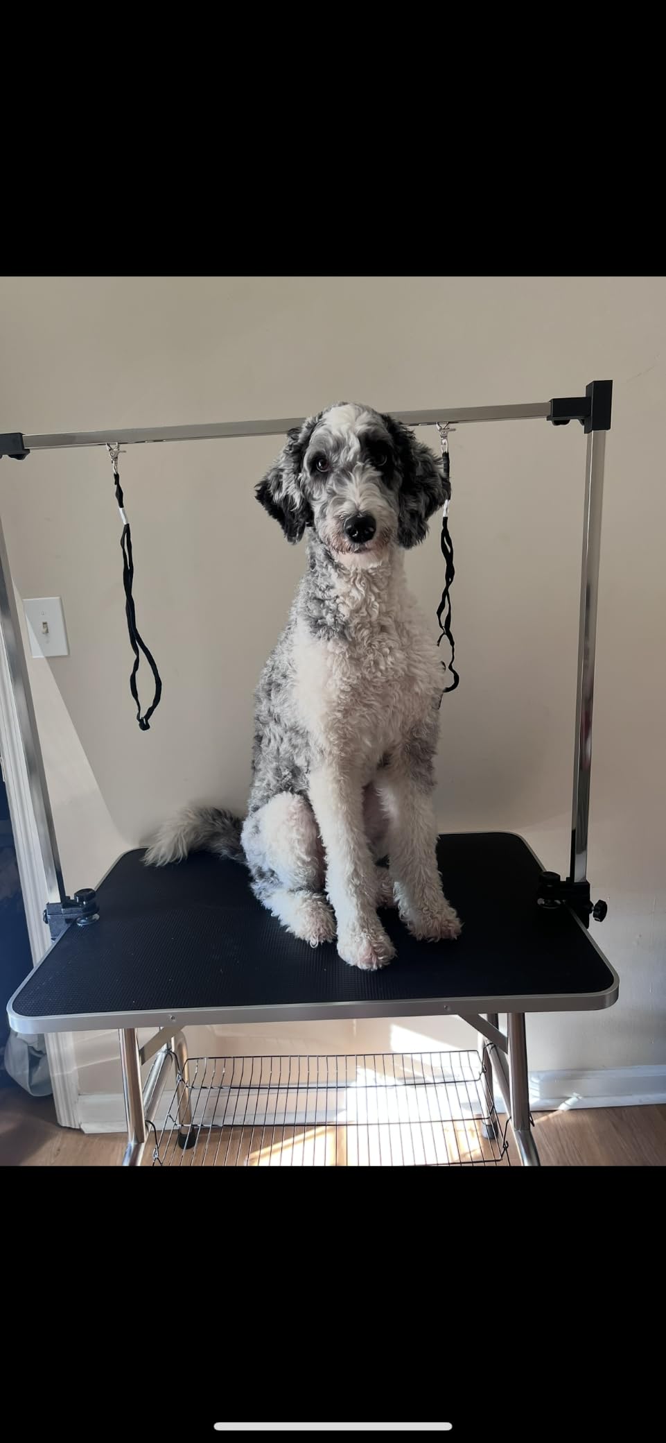 Lyromix 46''Large Dog Grooming Table, Adjustable Cat Drying Desktop with Arms, Nooses, Mesh Tray, Foldable Pet Station at Home customer photo 2