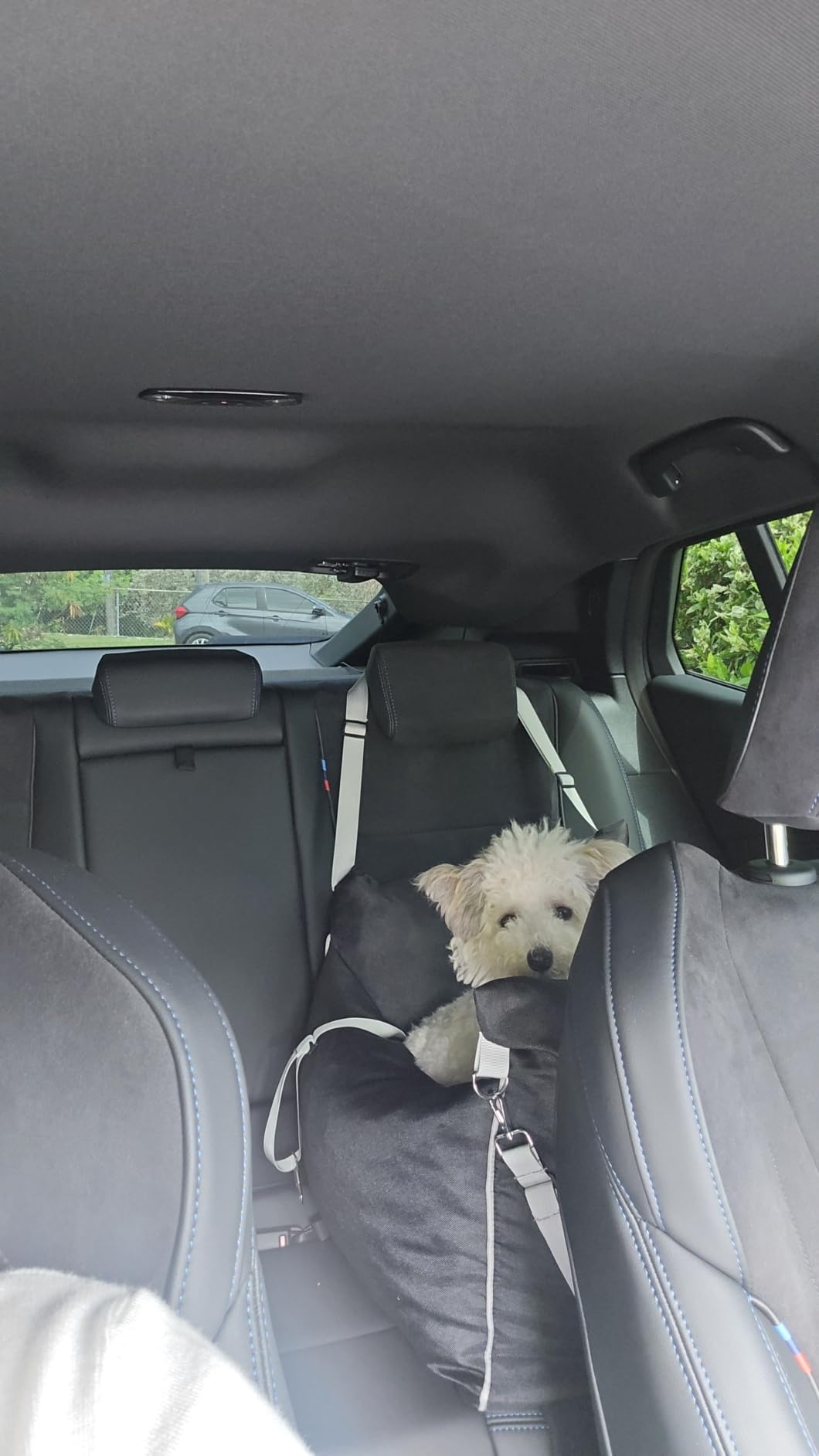 Lesure Dog Car Seat for Small Dogs, Booster Car Bed for Puppy Under 25lbs, Soft Pet Carseat with Clip-On Safety Leash and Thickened Memory Foam Filling, Dog Travel Carrier Bed with Storage Pocket, Beige customer photo 2