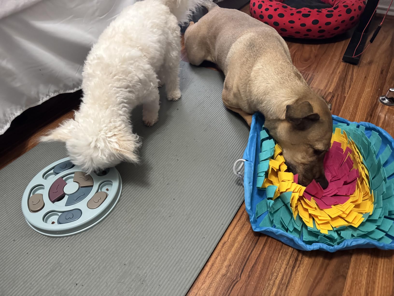 Vivifying Snuffle Mat for Dogs, Adjustable Dog Puzzle Toys Sniff Mat, Interactive Enrichment Toys for Slow Eating and Mental Stimulation (Red Yellow Blue) customer photo 2