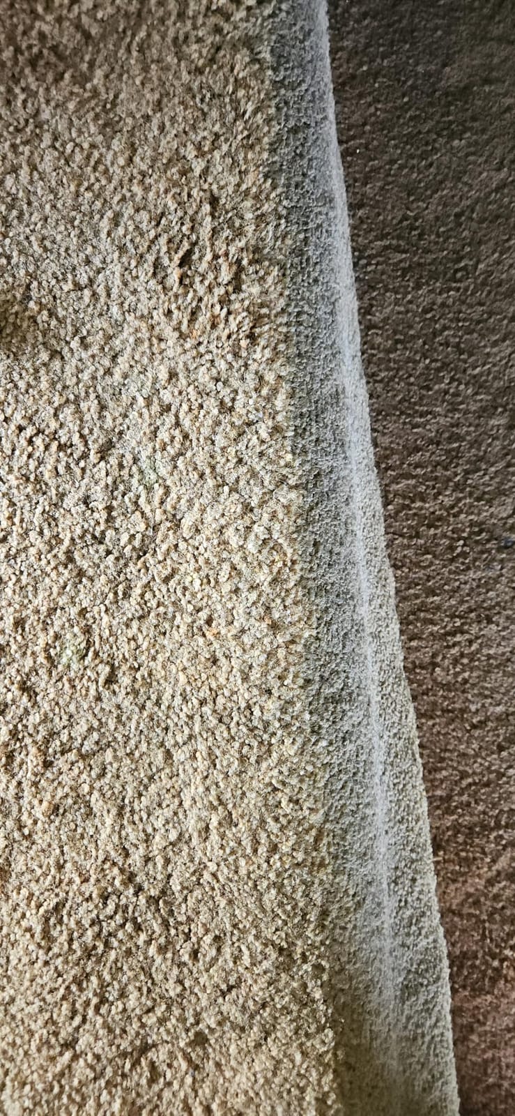 BISSELL TurboClean Pet XL Upright Carpet Cleaner, 3746 customer photo 2