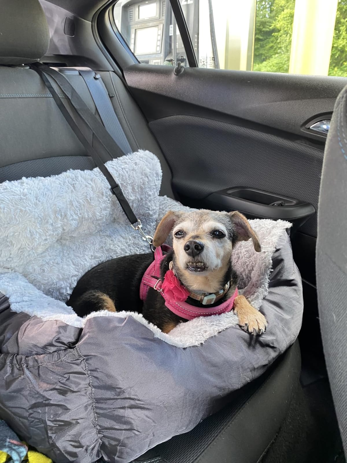 Oiilores Dog Car Seat for Small Dogs, Washable Pet Booster Car Seats with Clip-On Safety Leash, Comfy Deluxe Plush Carseat with Storage Pockets, Puppy Travel Carrier Bed for Dogs Under 25 lbs, Grey customer photo 1