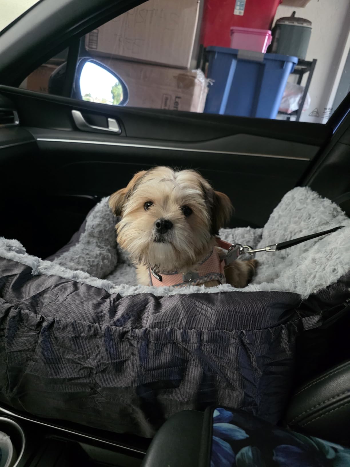 Oiilores Dog Car Seat for Small Dogs, Washable Pet Booster Car Seats with Clip-On Safety Leash, Comfy Deluxe Plush Carseat with Storage Pockets, Puppy Travel Carrier Bed for Dogs Under 25 lbs, Grey customer photo 2