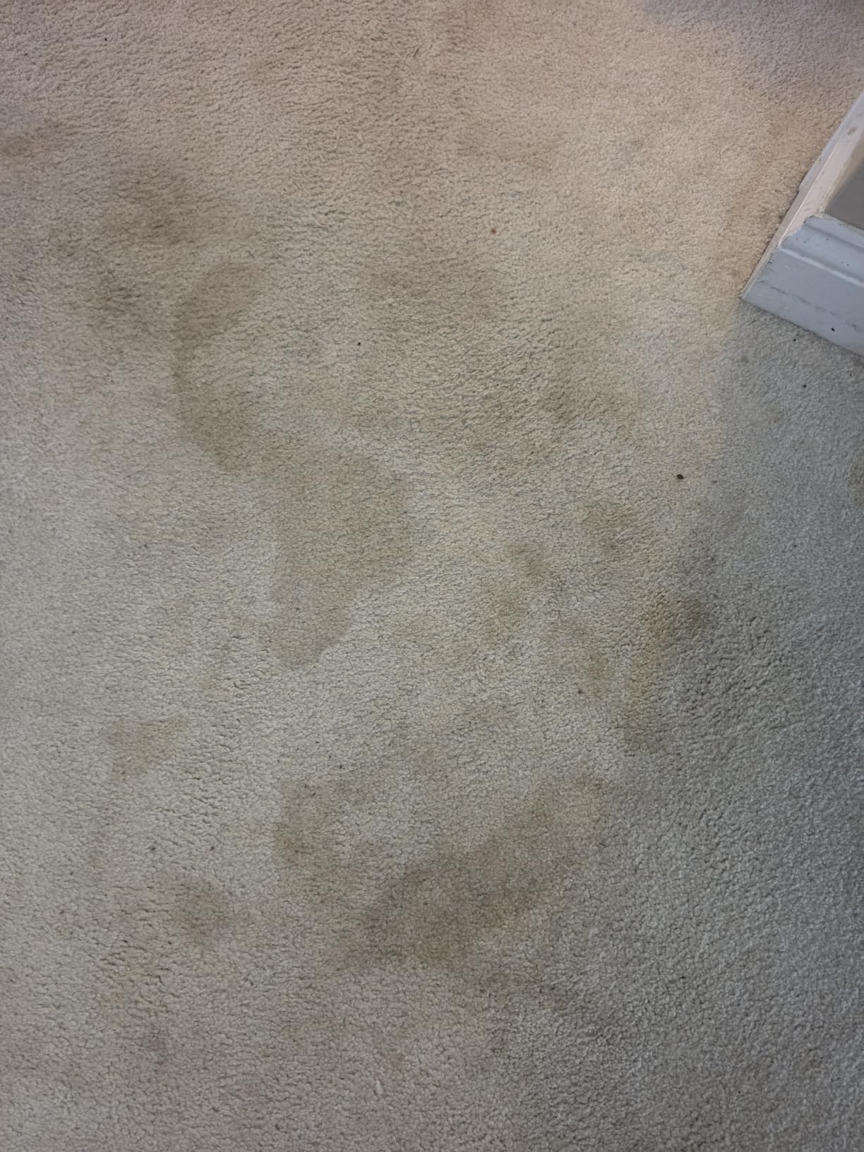 BISSELL Little Green Max Pet SmartMix Carpet Cleaner, 38572 | SmartMix Technology auto-mixes solution; self-cleaning tough stain tool; upholstery & car detailing customer photo 2