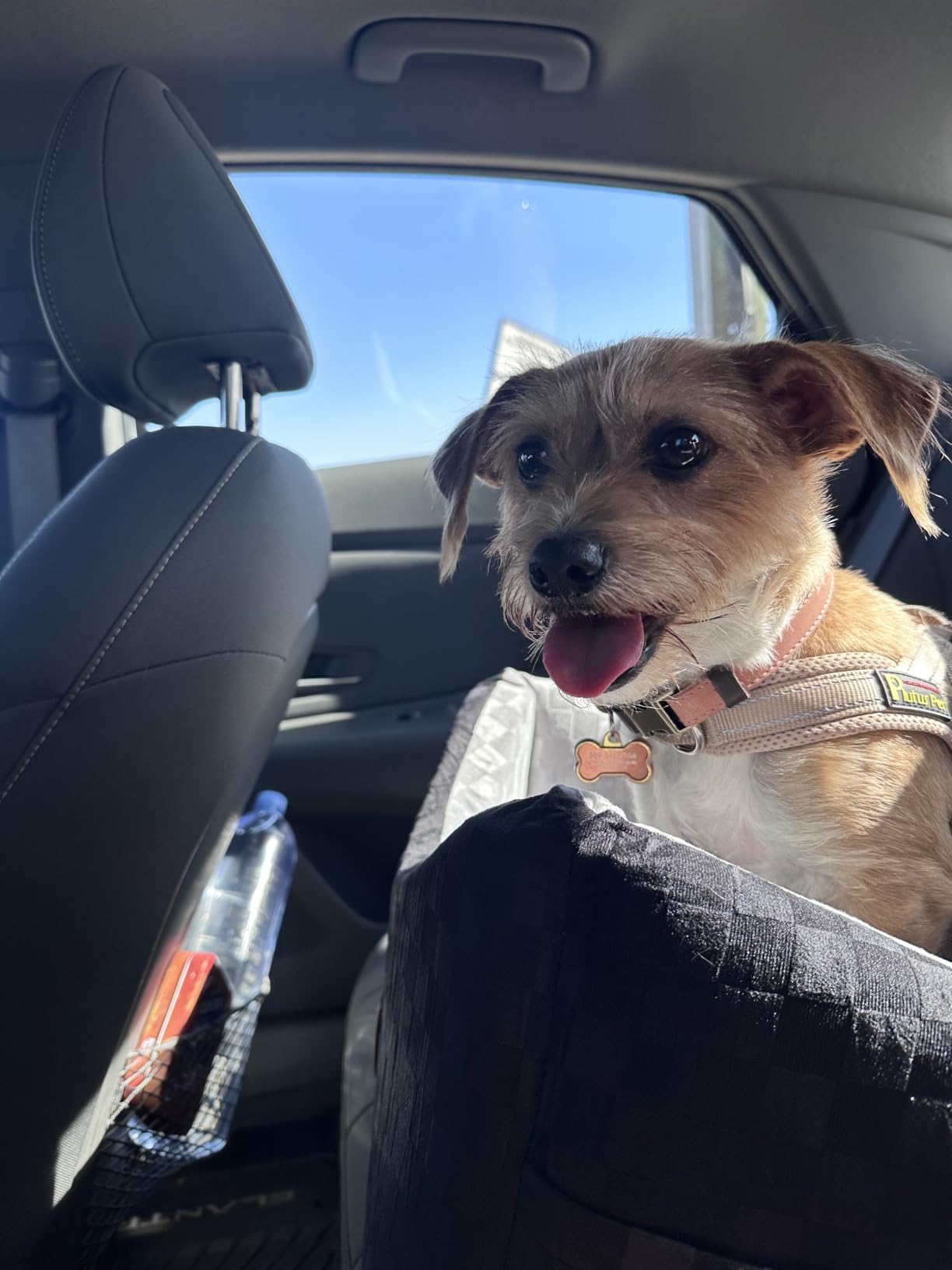JOEJOY Dog Car Seat for Medium/Large Dogs - Reversible Dual-Sided Travel Dog Car Bed with Memory Foam, Washable Pet Booster Seat for Dogs up to 55 lbs or 2 Small Dogs, 2 Safety Leashes, Grey customer photo 1