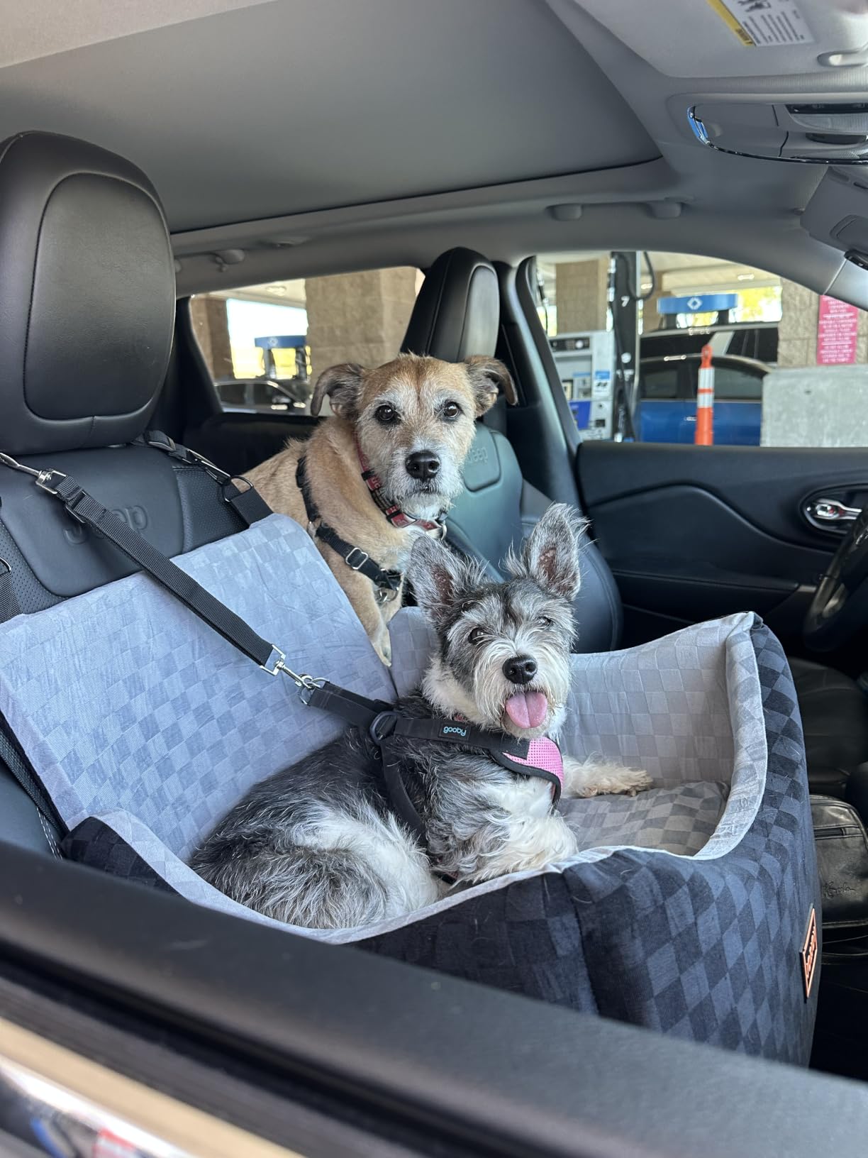 JOEJOY Dog Car Seat for Medium/Large Dogs - Reversible Dual-Sided Travel Dog Car Bed with Memory Foam, Washable Pet Booster Seat for Dogs up to 55 lbs or 2 Small Dogs, 2 Safety Leashes, Grey customer photo 2