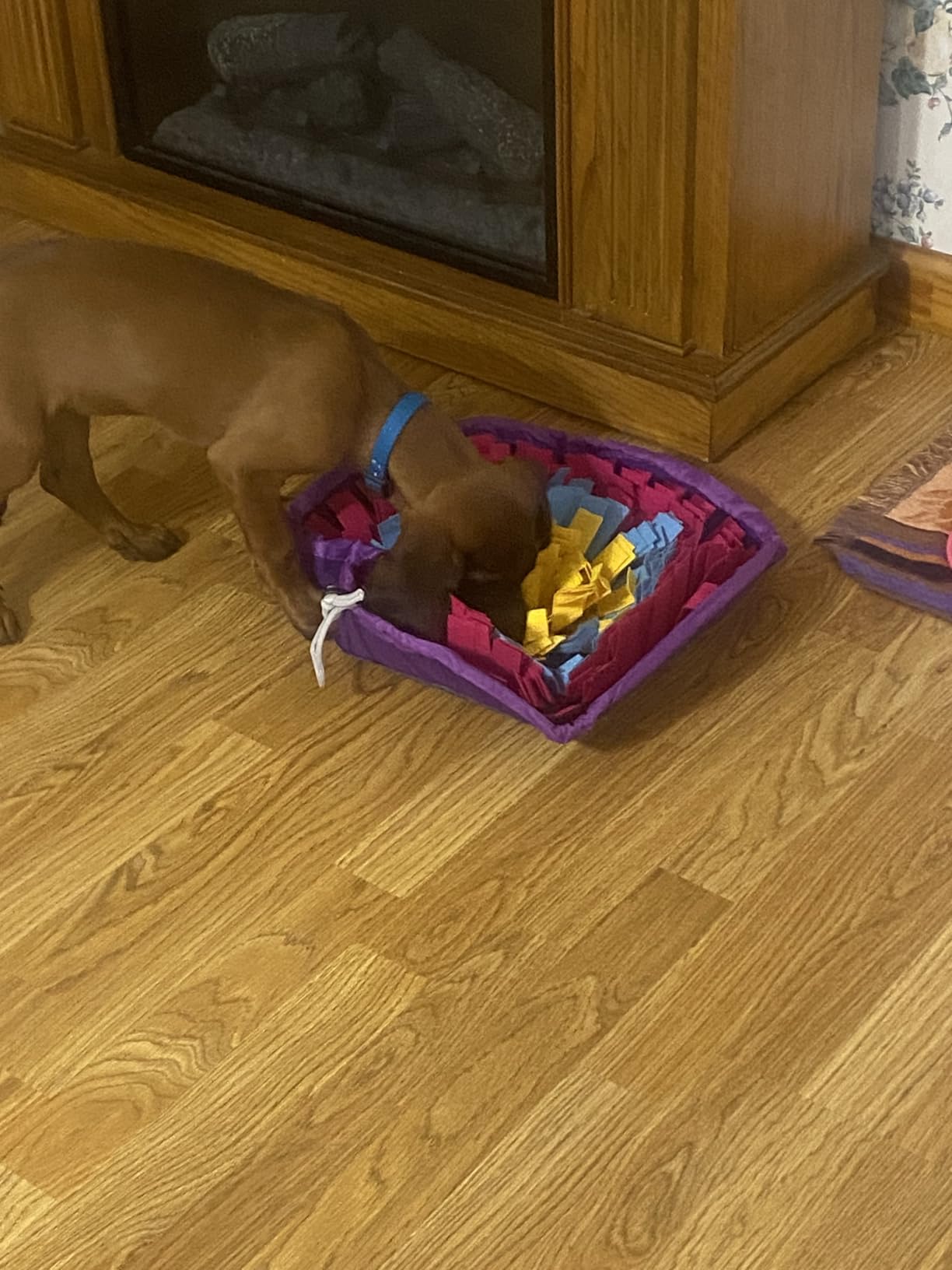 PETCARE Snuffle Mat for Dogs Adjustable Slow Feeder Bowl Interactive Enrichment Puzzle Toys for Small Medium Large Breed Dogs Cats Puppy Sniff Foraging Mats Mental Stimulation Treat Game, 19*19 inch customer photo 2