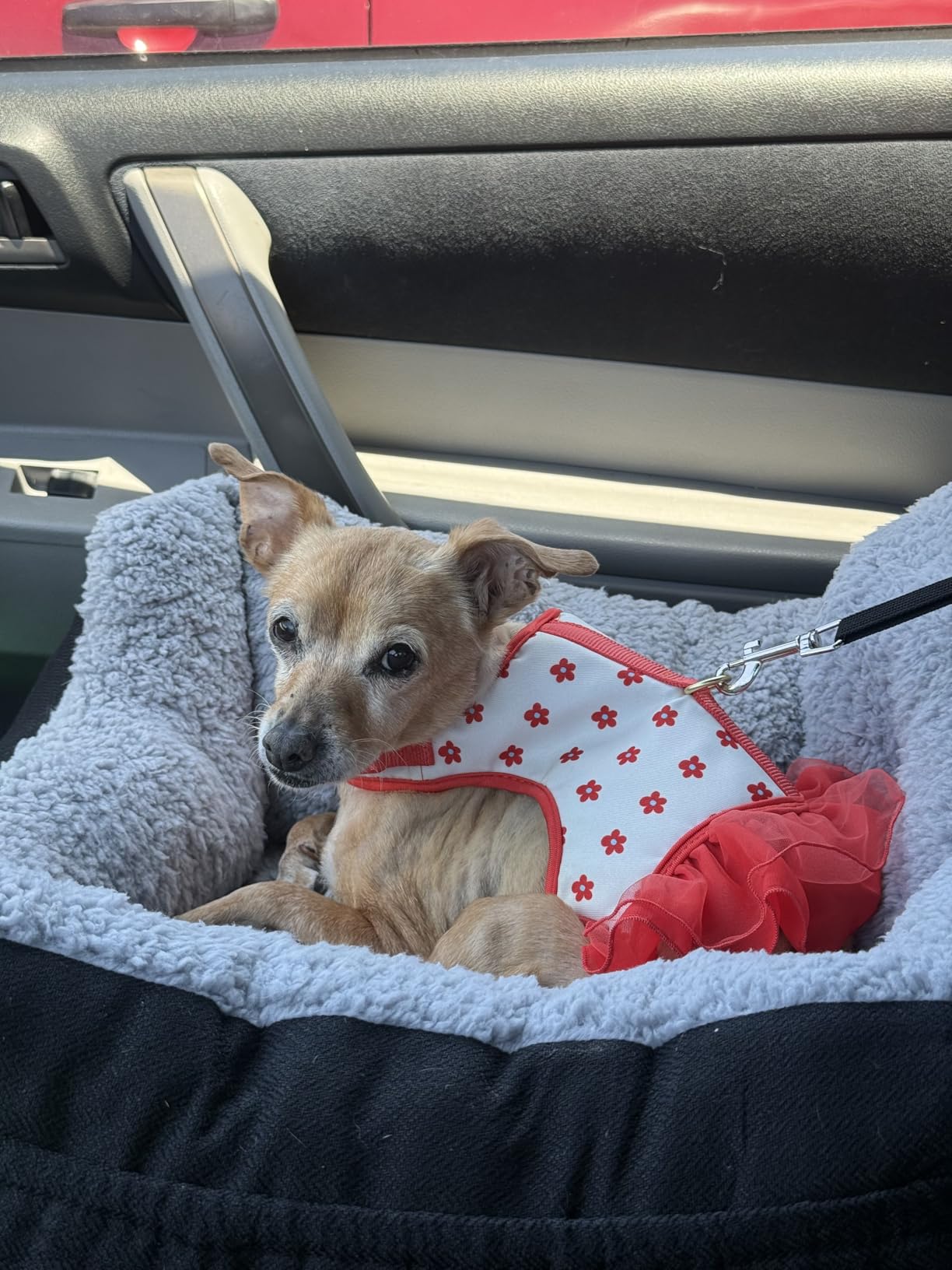 Oiilores Dog Car Seat for Small Dogs, Washable Pet Booster Seats for Car with Clip-On Safety Leash, Reversible Puppy Carseat with Storage Pockets, Travel Carrier Bed for Dogs Under 25 lbs, Grey customer photo 1