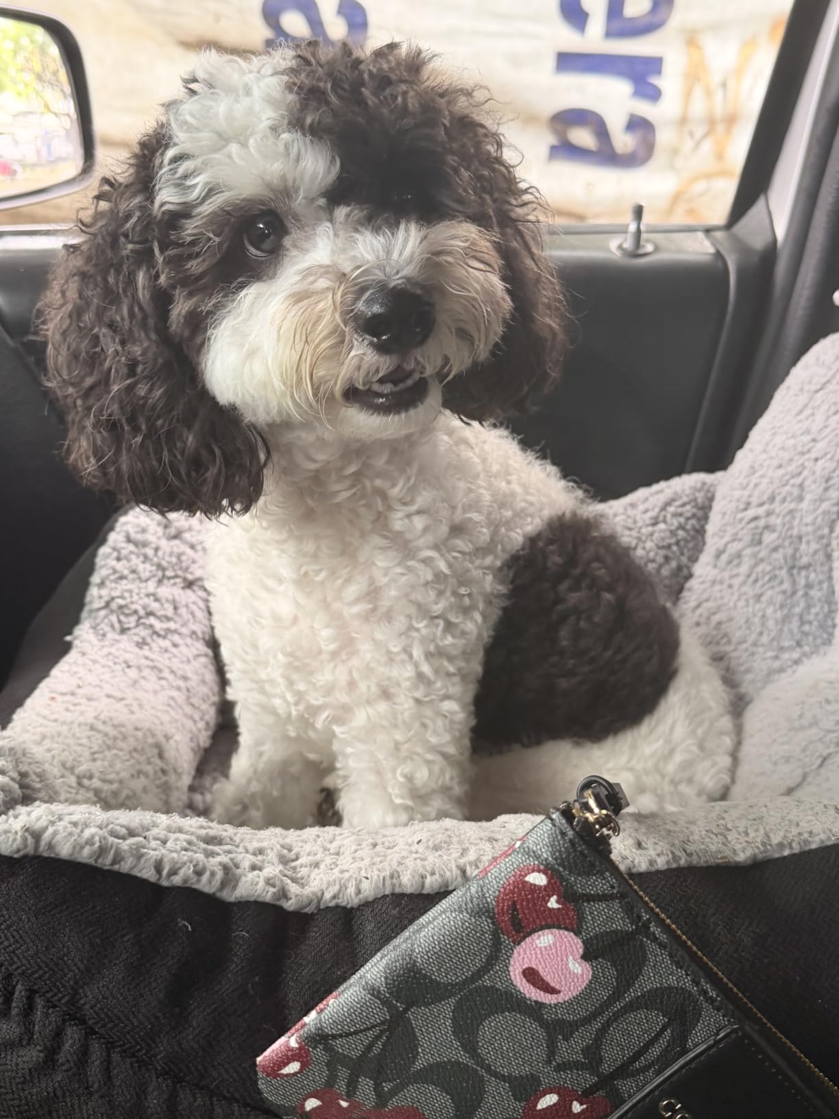 Oiilores Dog Car Seat for Small Dogs, Washable Pet Booster Seats for Car with Clip-On Safety Leash, Reversible Puppy Carseat with Storage Pockets, Travel Carrier Bed for Dogs Under 25 lbs, Grey customer photo 2