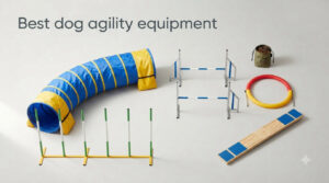 Best dog agility equipment