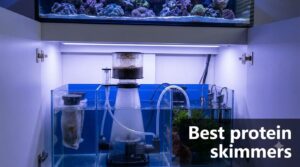 Best protein skimmers