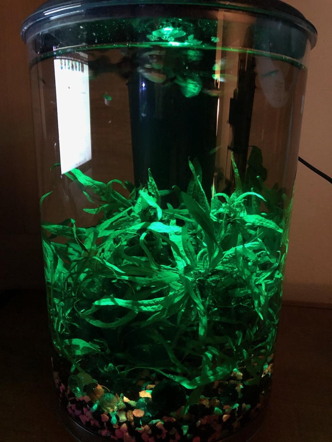 Koller Products AquaView 3-Gallon 360 Aquarium with LED Lighting (7 Color Choices) and Power Filter, 10.25 x 10.25 x 14.5 customer photo 2