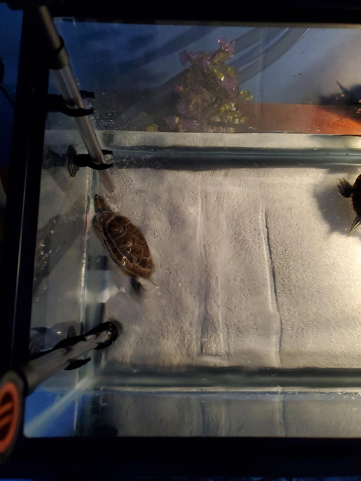 Zoo Med Turtle Clean 30 External Canister Filter for Aquatic Turtle Habitatsup To 30 gallon customer photo 2