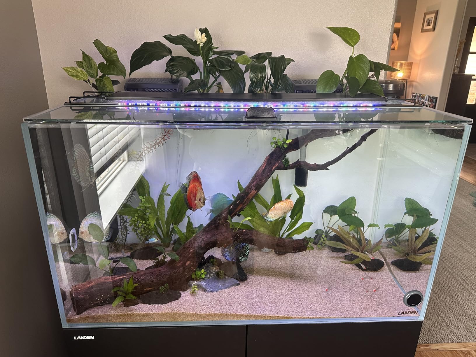 LANDEN Aquarium 60P 16 Gallon Ultra Clear Glass Rimless Fish Tank customer photo 2