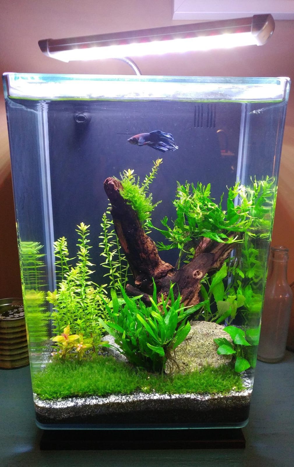 Marineland Portrait Glass LED Aquarium Kit, 5 Gallons, Hidden Filtration,Black customer photo 1