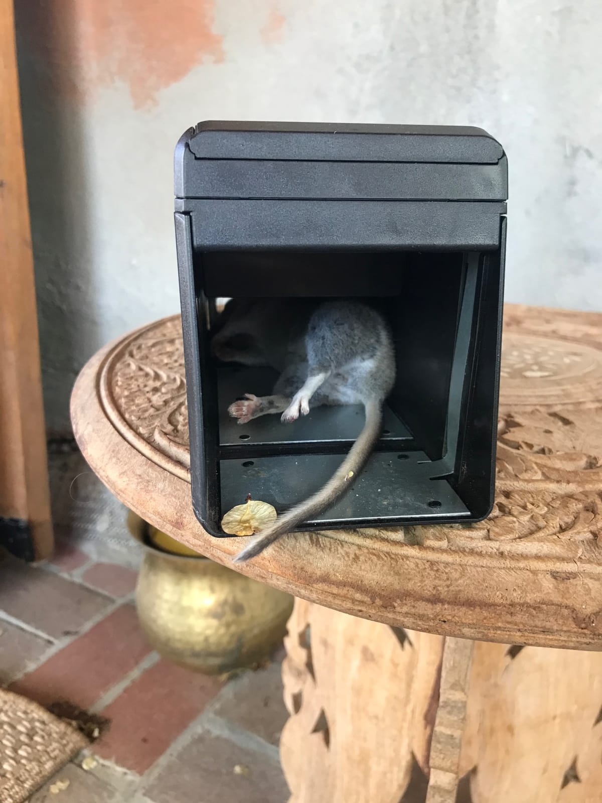 Victor M241 Indoor Electronic Humane Rat and Mouse Trap - No Touch, No See Electric Rat and Mouse Trap - 2 Pack customer photo 2