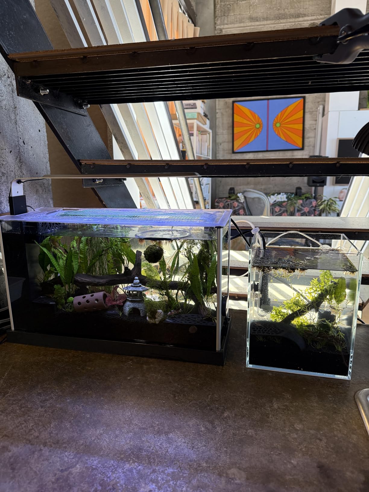 Nano Tall Rimless Aquarium Low Iron Frameless Fish Tank, Extra Clear with Floating Air Style, for Aquariums or Terrariums customer photo 2