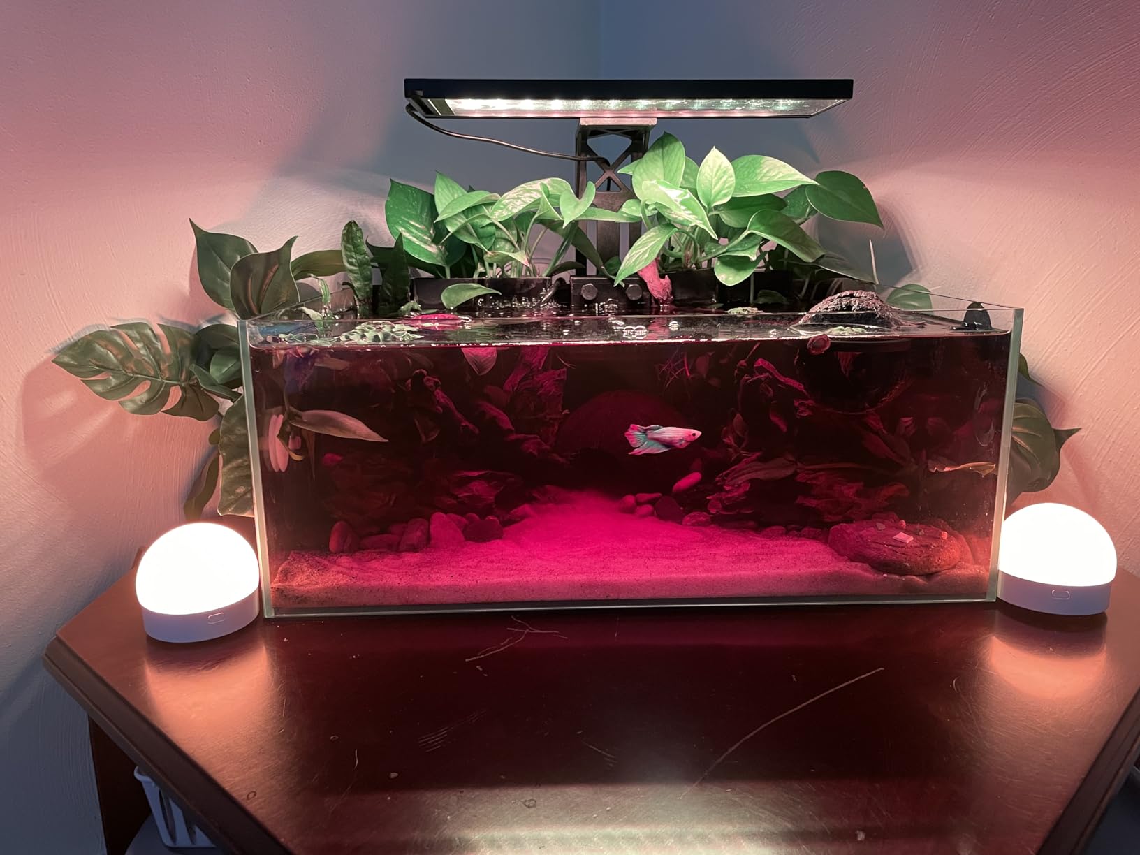 FZONE 6.4Gal Shallow Rimless Aquarium, Ultra-White Glass (L45-W30) customer photo 1