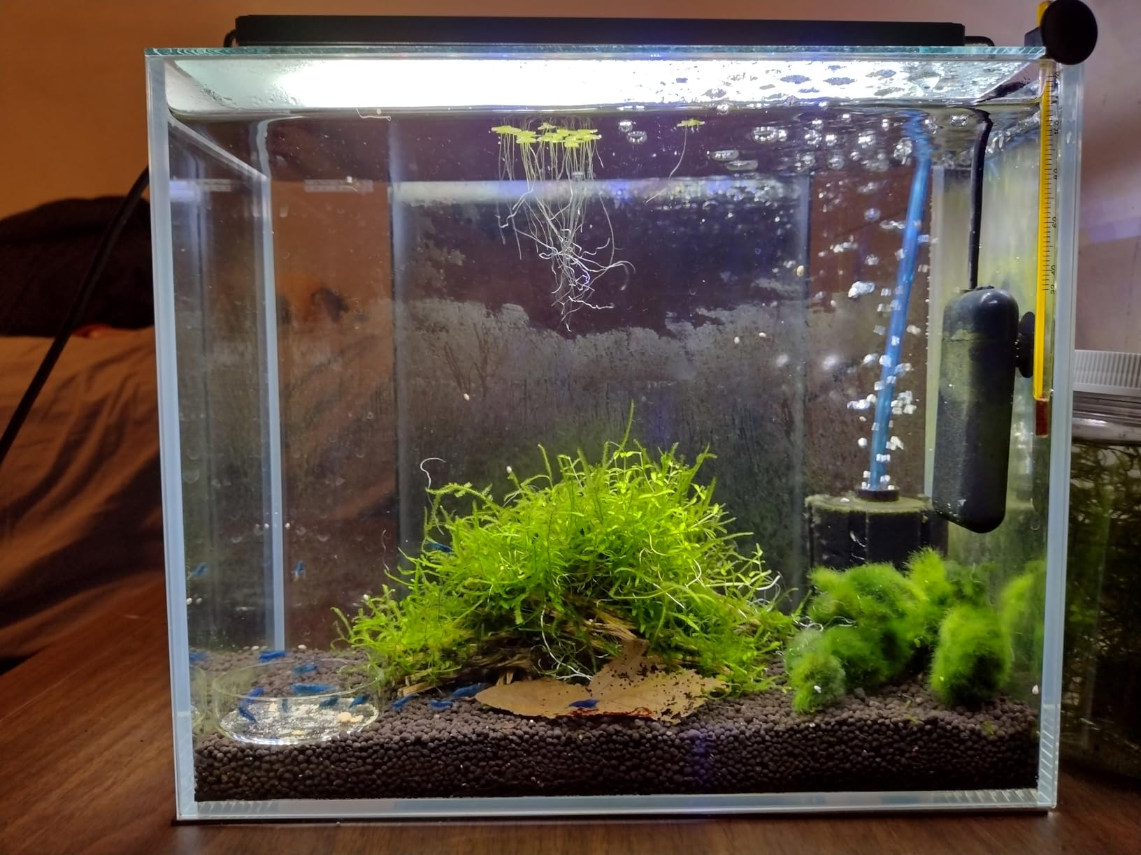LYPHARD AQUARIUMS 15 Gallon Rimless Aquarium, Ultra Clear Glass Low Iron Rectangular Fish Tank L19.6×W13×H13.8 Inches Thickness 6mm with EVA Foam Mat Included customer photo 1