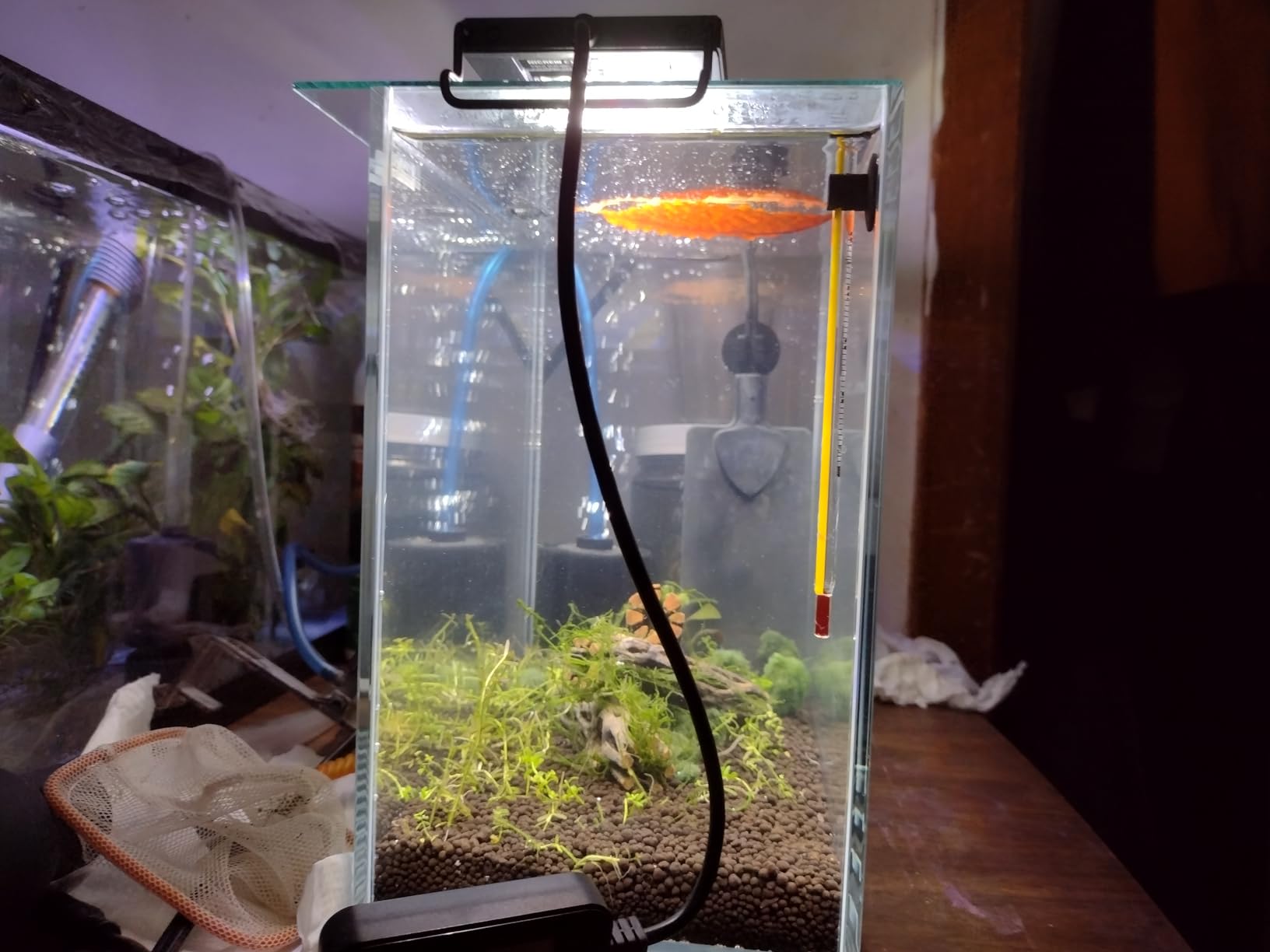 LYPHARD AQUARIUMS 15 Gallon Rimless Aquarium, Ultra Clear Glass Low Iron Rectangular Fish Tank L19.6×W13×H13.8 Inches Thickness 6mm with EVA Foam Mat Included customer photo 2