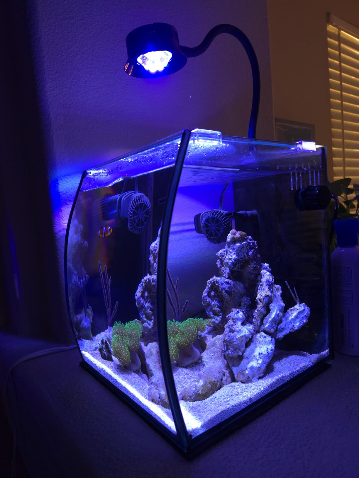 Aquatop 8.6 Gallon Bow Front Glass Aquarium Kit with Filter and LED Lighting - All in One Desktop Fish Tank, Ideal for Freshwater and Saltwater, BFK-08 customer photo 2