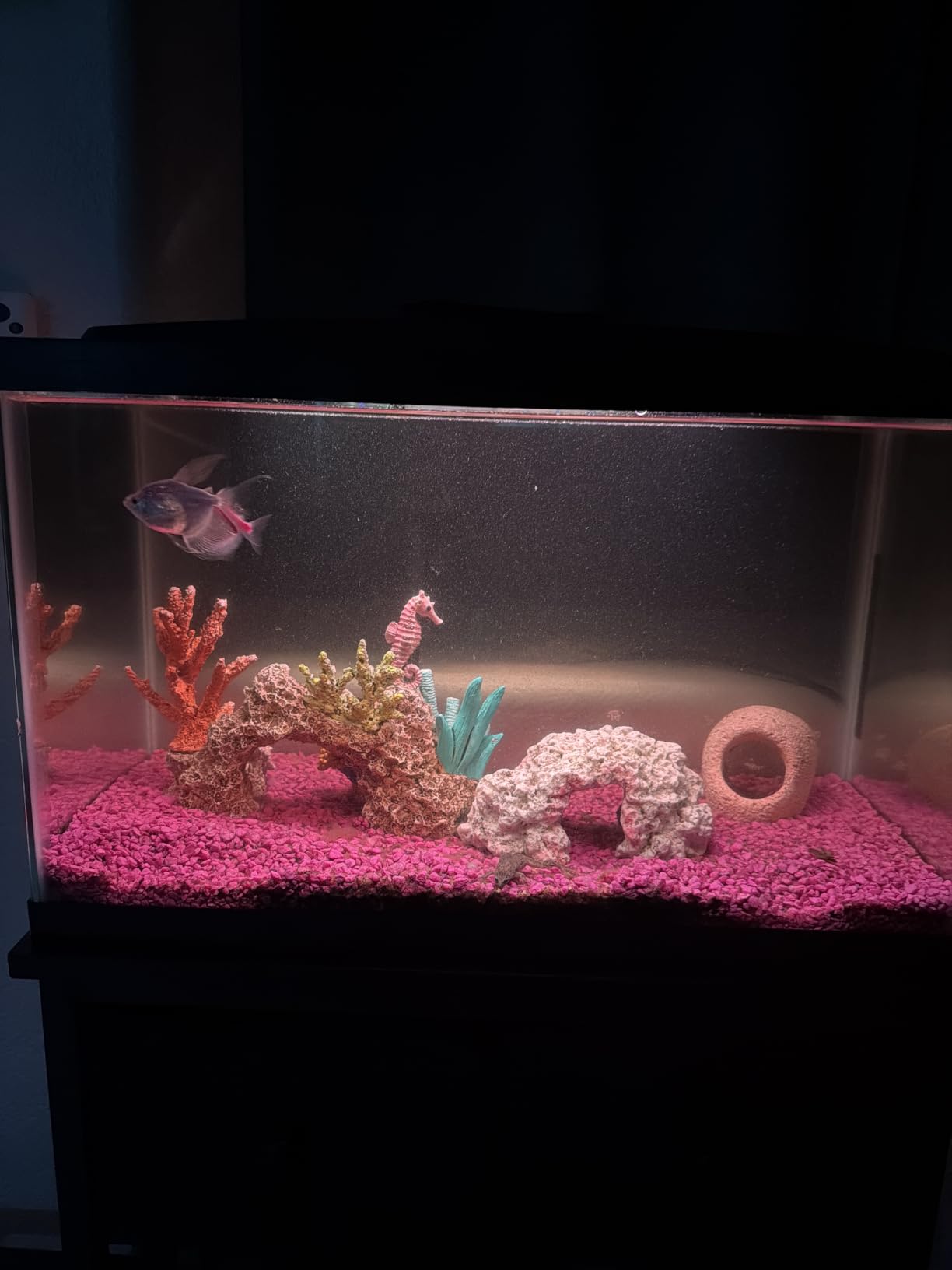 Aqueon Aquarium Starter Kit with Smart Clean Filtration and LED Lighting, Freshwater and Saltwater Fish, Perfect for Tetras, Guppies, Platies, 10-Gallon customer photo 1