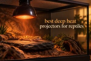 best deep heat projectors for reptiles